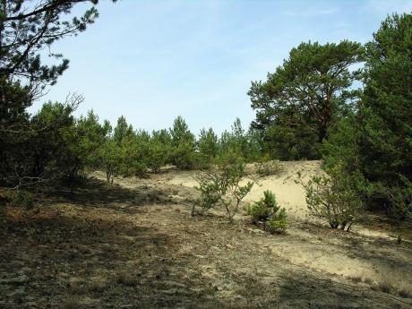 NATURE RESERVE "MIERKÓW DRY CONIFEROUS FORESTS"