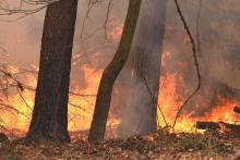 Pożar lasu w Nadleśnictwie Lubsko
