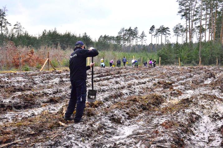 Zdjęcie&#x20;przedstawia&#x20;odnowienie&#x20;lasu&#x2e;&#x20;Na&#x20;ogrodzonej&#x20;siatką&#x20;powierzchni&#x2c;&#x20;po&#x20;wyciętych&#x20;drzewach&#x2c;&#x20;pracuje&#x20;grupa&#x20;ludzi&#x2e;&#x20;Na&#x20;pierwszym&#x20;planie&#x20;widoczny&#x20;jest&#x20;pracownik&#x20;ZUL&#x20;z&#x20;łopatą&#x2e;&#x20;W&#x20;tle&#x20;las&#x20;z&#x20;drzewami&#x20;w&#x20;różnym&#x20;wieku&#x3a;&#x20;najmłodsze&#x20;to&#x20;buki&#x2c;&#x20;najstarsze&#x20;i&#x20;najwyższe&#x20;-&#x20;sosny&#x2e;&#x20;Fot&#x2e;&#x20;Paweł&#x20;Mrowiński&#x2c;&#x20;13&#x20;marca&#x20;2024&#x20;r&#x2e;