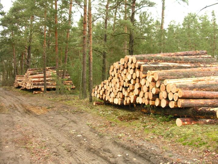 Drewno&#x20;przygotowane&#x20;do&#x20;wywozu&#x2e;&#x20;Fot&#x2e;&#x20;Paweł&#x20;Mrowiński